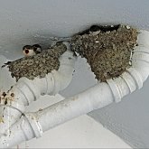 Habitants des villes