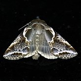Habrosyne scripta