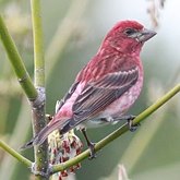 Haemorhous purpureus