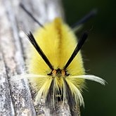 Halysidota tessellaris