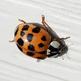 Harmonia axyridis