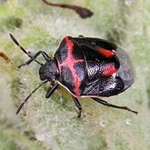 Insects - Hemiptera (True bugs)