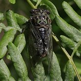 Insects - Hemiptera (True bugs)