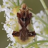 Insects - Hemiptera (True bugs)