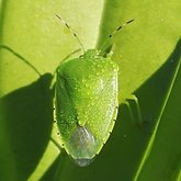 Insects - Hemiptera (True bugs)