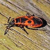 Insects - Hemiptera (True bugs)