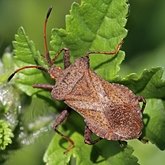 Insects - Hemiptera (True bugs)