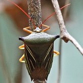 Insects - Hemiptera (True bugs)