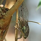 Insects - Hemiptera (True bugs)