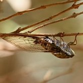 Insects - Hemiptera (True bugs)