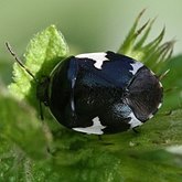 Insetos - Hemípteros