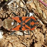 Insetos - Hemípteros