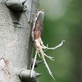 Insetos - Hemípteros