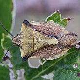 Insectes - H&#233;mipt&#232;res