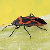 Insectes - Hémiptères