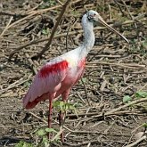 Birds Non Passeriformes - Herons, Ibises, Pelikans, Storks