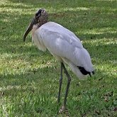 Birds Non Passeriformes - Herons, Ibises, Pelikans, Storks