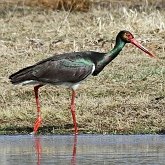 Birds Non Passeriformes - Herons, Ibises, Pelikans, Storks