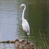 Birds Non Passeriformes - Herons, Ibises, Pelikans, Storks