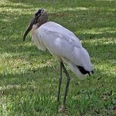 Oiseaux Non Passeriformes - Hérons, ibis, pélicans, cigognes