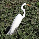 Oiseaux Non Passeriformes - Hérons, ibis, pélicans, cigognes