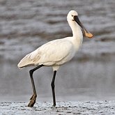 Oiseaux Non Passeriformes - Hérons, ibis, pélicans, cigognes