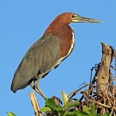 Oiseaux Non Passeriformes - Hérons, ibis, pélicans, cigognes