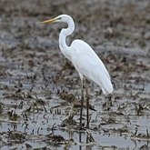 Oiseaux Non Passeriformes - H&#233;rons, ibis, p&#233;licans, cigognes