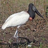 Oiseaux Non Passeriformes - H&#233;rons, ibis, p&#233;licans, cigognes