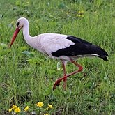 Oiseaux Non Passeriformes - Hérons, ibis, pélicans, cigognes