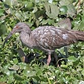 Oiseaux Non Passeriformes - Hérons, ibis, pélicans, cigognes