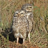 Oiseaux Non Passeriformes - Hibous, chouettes