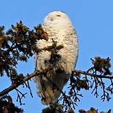 Oiseaux Non Passeriformes - Hibous, chouettes