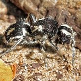 Insetos - Himenópteros