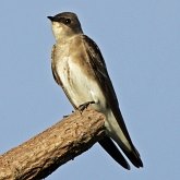 Birds Passeriformes - Hirundinidae (Swallows, Martins)