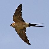 Birds Passeriformes - Hirundinidae (Swallows, Martins)