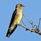 Birds Passeriformes - Hirundinidae (Swallows, Martins)