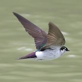 Birds Passeriformes - Hirundinidae (Swallows, Martins)