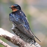 Birds Passeriformes - Hirundinidae (Swallows, Martins)