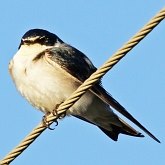 Aves Passeriformes - Hirundinidae (andorinhas)