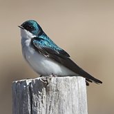 Ptaki Passeriformes - Hirundinidae (jask&#243;łki)