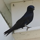 Ptaki Passeriformes - Hirundinidae (jask&#243;łki)