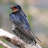 Ptaki Passeriformes - Hirundinidae (jask&#243;łki)