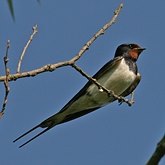 Ptaki Passeriformes - Hirundinidae (jaskółki)