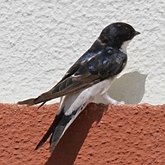 Oiseaux Passeriformes - Hirundinid&#233;s