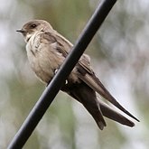 Oiseaux Passeriformes - Hirundinid&#233;s