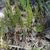 Plants, others - Horsetails