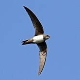 Birds Non Passeriformes - Hummingbirds, Swifts