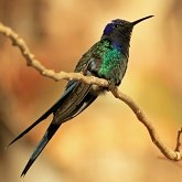 Birds Non Passeriformes - Hummingbirds, Swifts