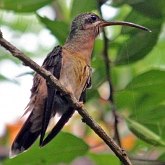 Birds Non Passeriformes - Hummingbirds, Swifts